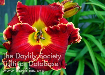 Daylily Shakespeare's Red